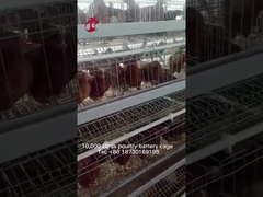 Nigeria Warehouse Premium i Deluxe system klatek bateryjnych dla kur niosek Sandy