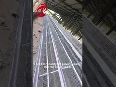 Półautomatyczna klatka dla drobiu 15000 ptaków ręczna klatka dla drobiu w Nigerii Iris