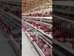 Użycie warstwy rolnictwa 2 warstwy Bateria klatka Dom drobiowy Gorąco zanurzony galwanizowany piasek