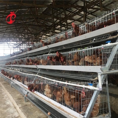 System klatek bateryjnych typu A lub H dla 1000 do 20000 ptaków ferma drobiu Iris