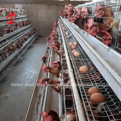 Rolnictwo warstwowe Użyj 2-poziomowej klatki akumulatorowej Dom dla drobiu ocynkowany ogniowo piaskowy