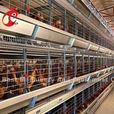 Automatyczna klatka kurczaka typu A lub H Sprzęt do karmienia