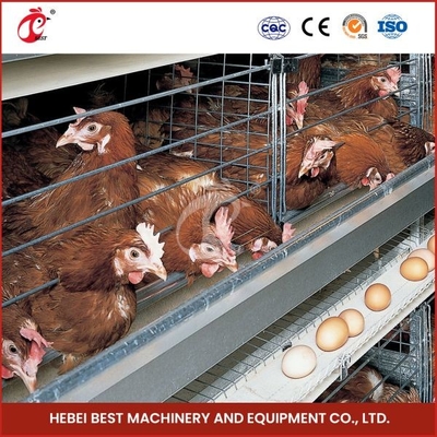 H Type 30000 Birds Automatyczna klatka dla kurcząt z przenośnikiem taśmowym Ada