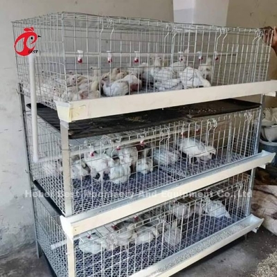 Broiler typu A i H Bateria Klatka kurczaka na 45 dni Broiler Emily