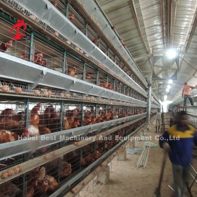 Półautomatyczny system klatki warstwowej 2,2m x 2,4m x 1,95m dla kurczaków