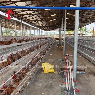 2.2m x 2.4m x 1.95m Warstwa Bateria Klatka System 4 Poziom 160 Pojemność piaskowa