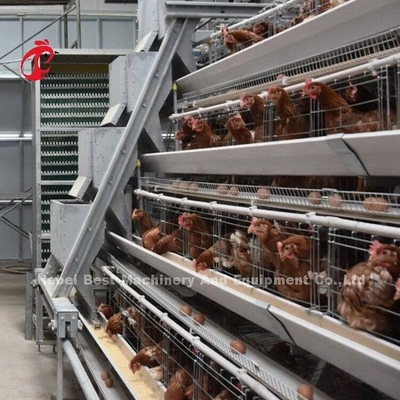 Półautomatyczny system karmienia w klatkach dla drobiu 1,5 kW 380 V Doris