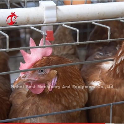 Chiny Importowana klatka bateryjna z kurczakiem powlekanym ISO9001, system warstwowych klatek dla kurczaków 4-drzwiowy Sandy