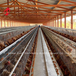 Automatyczny system klatek akumulatorowych z siatki drucianej w Nigerii Farma drobiu Mia