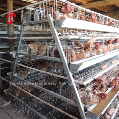 Hurtowa cena fabryczna Q235 Klatka dla drobiu, system klatek na baterie 256 Birds Star
