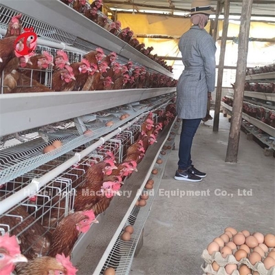 Galwanizowany Klatka Klatka Bateria Klatka Cena w Nigerii Lagos Składnia Emily