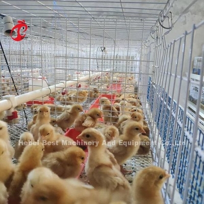 Q235 System klatek do hodowli drobiu Pisklęta brooder Drut stalowy Emily