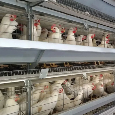 Sprzęt dla gospodarstw drobiarskich H-Type Battery Chicken Cage System For Broiler Mia