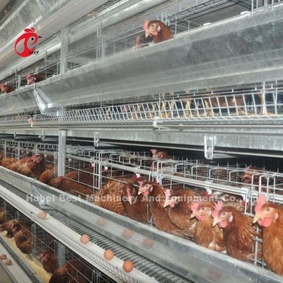 4-poziomowy system klatek do hodowli drobiu, łatwa instalacja galwanizowanej klatki dla kurczaków Doris