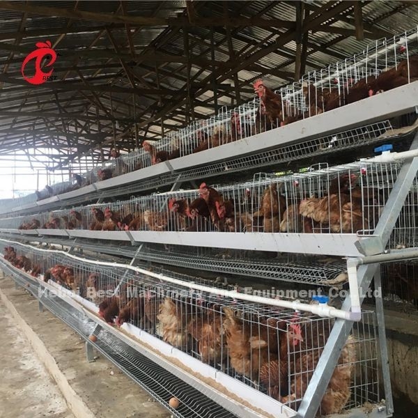 System klatek bateryjnych typu A lub H dla 1000 do 20000 ptaków ferma drobiu Iris