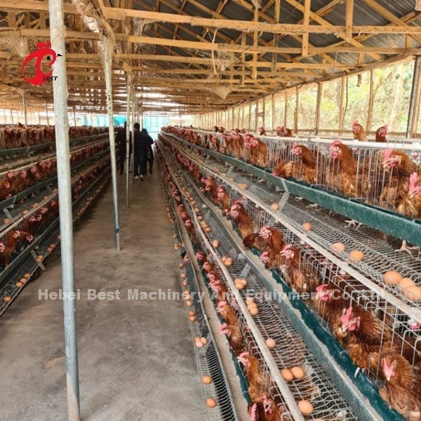 3-poziomowy lub 4-poziomowy system klatek bateryjnych dla drobiu dla warstw Iris