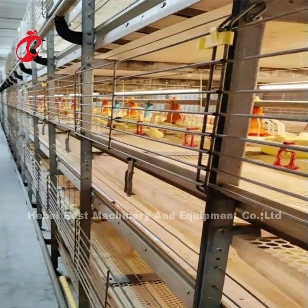 Najlepszy Galwanizowany Automatyczny System Klatek dla Broilerów H-Typu