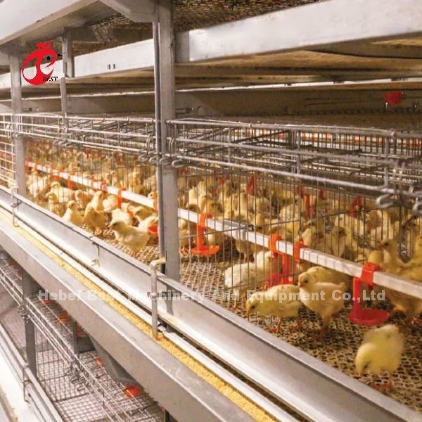 Prężnik drutu klatki 2,8 mm-3,5 mm System klatki rolniczej z automatycznym systemem picia Adela