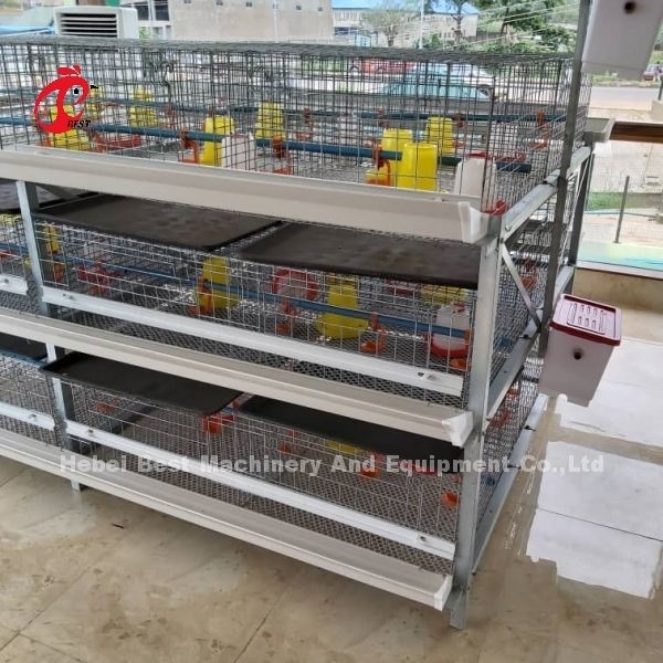 Broiler typu A i H Bateria Klatka kurczaka na 45 dni Broiler Emily