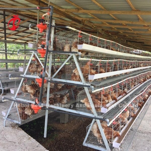 3 Poziom 120 ptaków i 4 Poziom 160 ptaków System klatki bateryjnej dla Ugandy Tanzanii