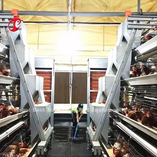 Klatka na baterie typu A Type Layer w pełni automatyczna dla dużych gospodarstw Adela